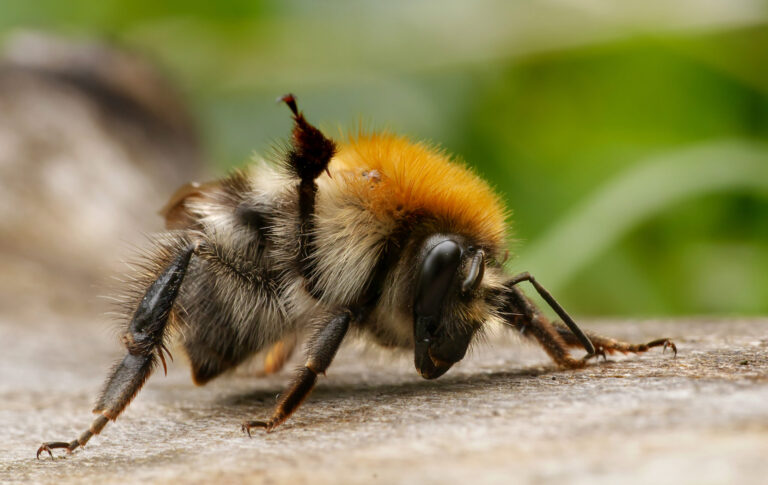 Common Carder Bee — Bombus pascuorum