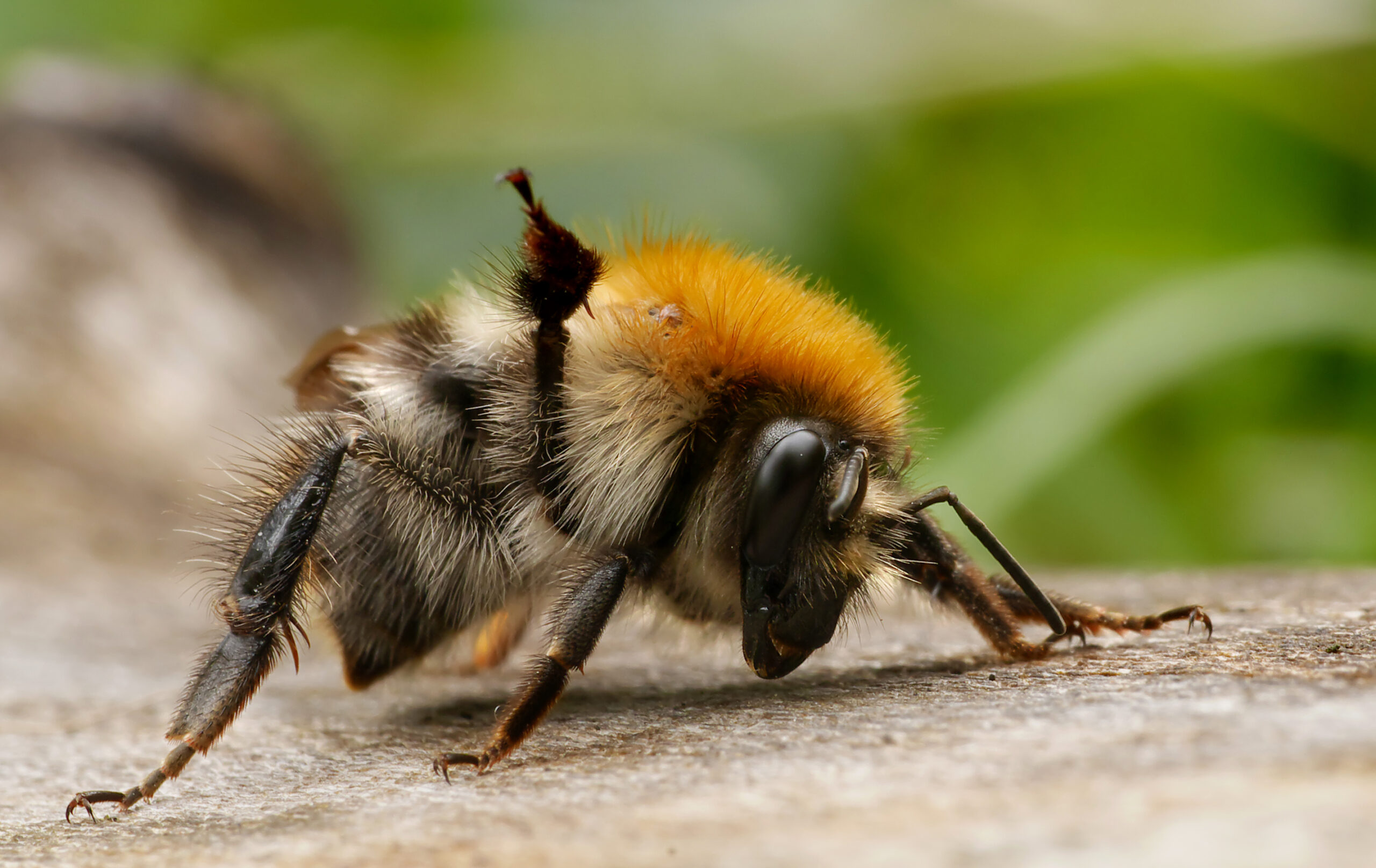 Common carder bee (Bombus pascuorum) showing gingery body and characteristic banding