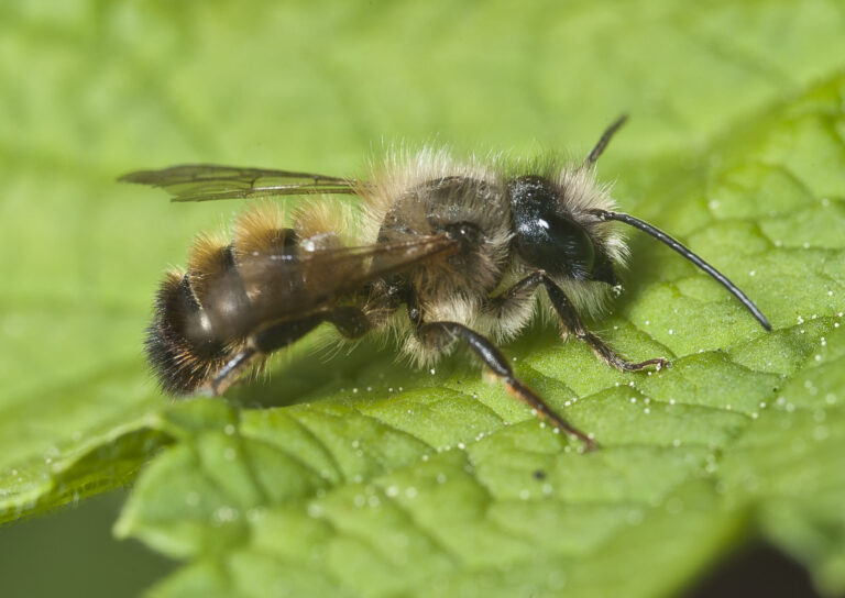 Red Mason Bee (Osmia bicornis): Bee Hotels & UK Guide