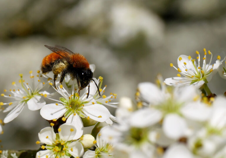 Tawny Mining Bee — Andrena fulva