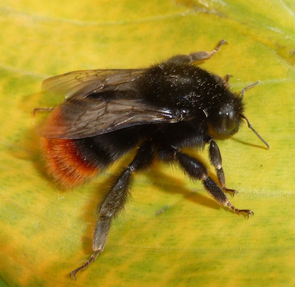 Red tailed bumblebee 1 red tailed bumblebee bombus lapidarius