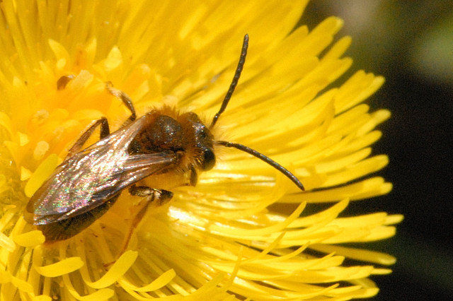 Abeille minière de Gwynne (Andrena bicolor) : UK Guide 19 Andrena.bicolor. .lindsey