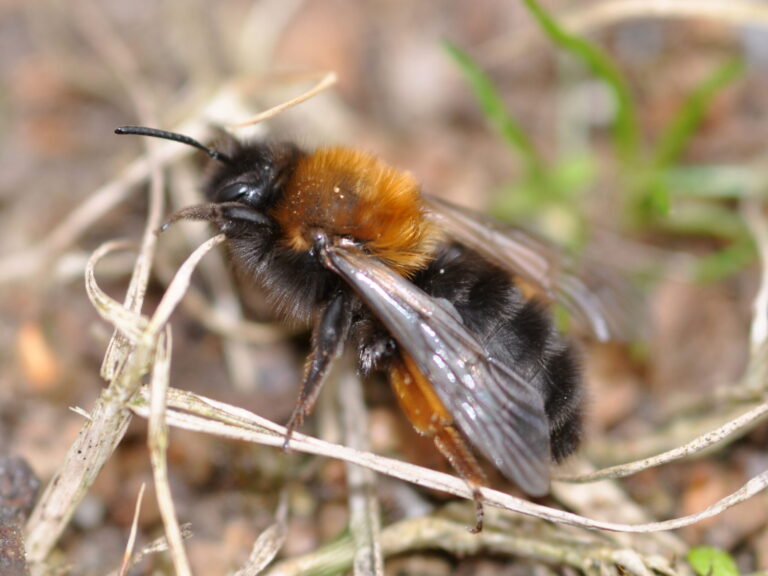 Clark’s Mining Bee (Andrena clarkella): UK Guide