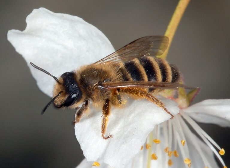 Yellow-legged Mining Bee (Andrena flavipes): UK Guide