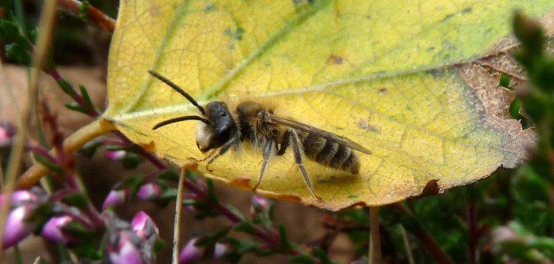Abeille minière de bruyère (Andrena fuscipes) : UK Guide 7 Andrena fuscipes