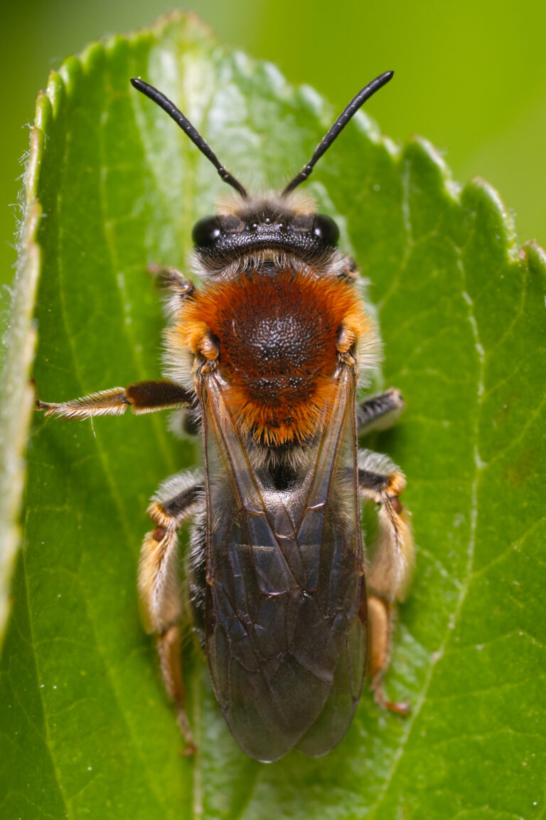 Orange-tailed Mining Bee (Andrena haemorrhoa): UK Guide
