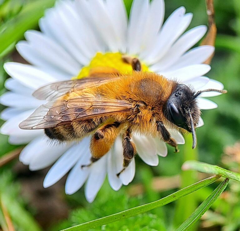 Buffish Mining Bee (Andrena nigroaenea): UK Guide