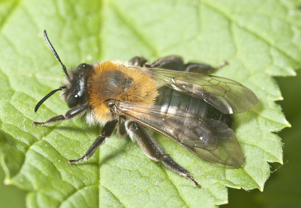 Abeille minière à taches grises (Andrena nitida) : UK Guide 37 Andrena nitida pjt