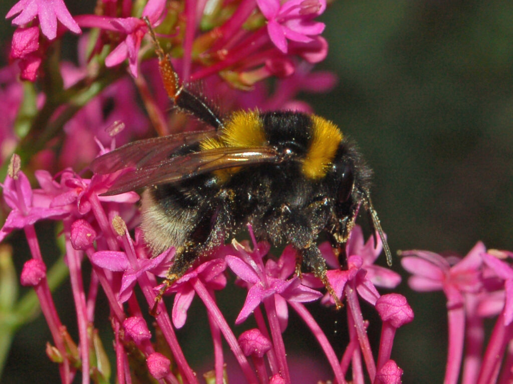 Large Garden Bumblebee: Bombus ruderatus 25 Apidae Bombus ruderatus