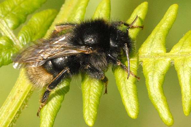 Field Cuckoo Bee: Bombus campestris 7 Bombus.campestris8. .lindsey