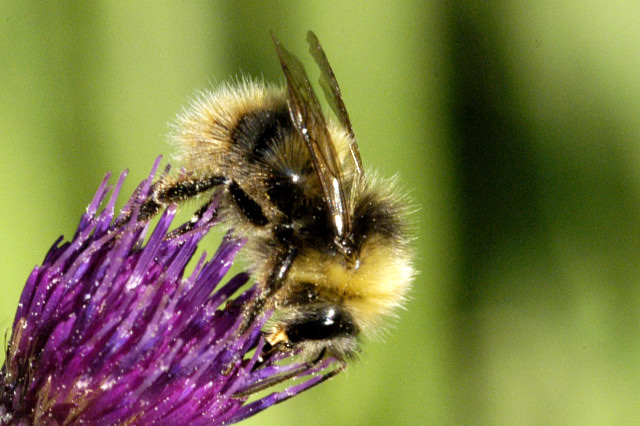 Heath Bumblebee: Bombus jonellus 43 Bombus.jonellus. .lindsey