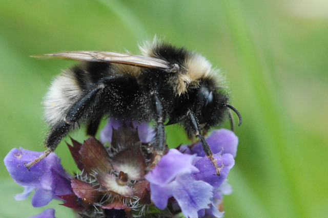 Bourdon à poil court (Bombus subterraneus) : UK Guide 55 Bombus.subterraneus. .lindsey