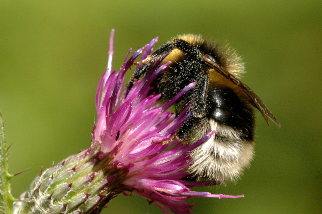 Bombus barbutellus Belgian Ardennes