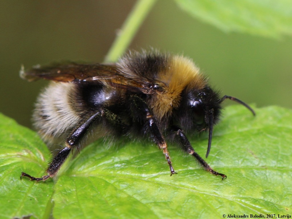Gypsy Cuckoo Bee: Bombus bohemicus 13 Bombus bohemicus 01