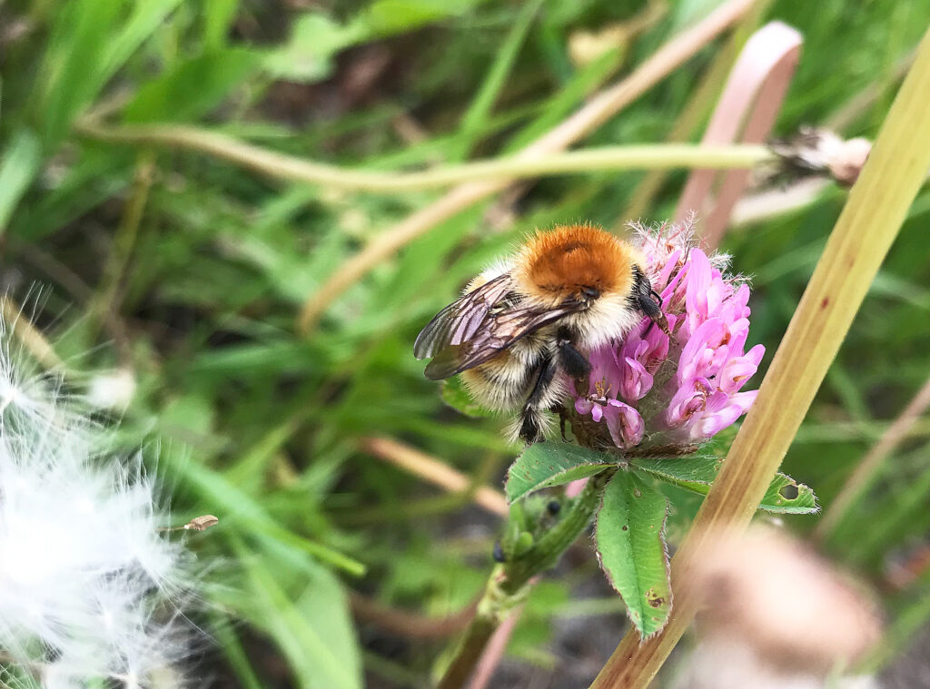 Brown-banded Carder Bee: Bombus humilis 31 Bombus humilis 2019