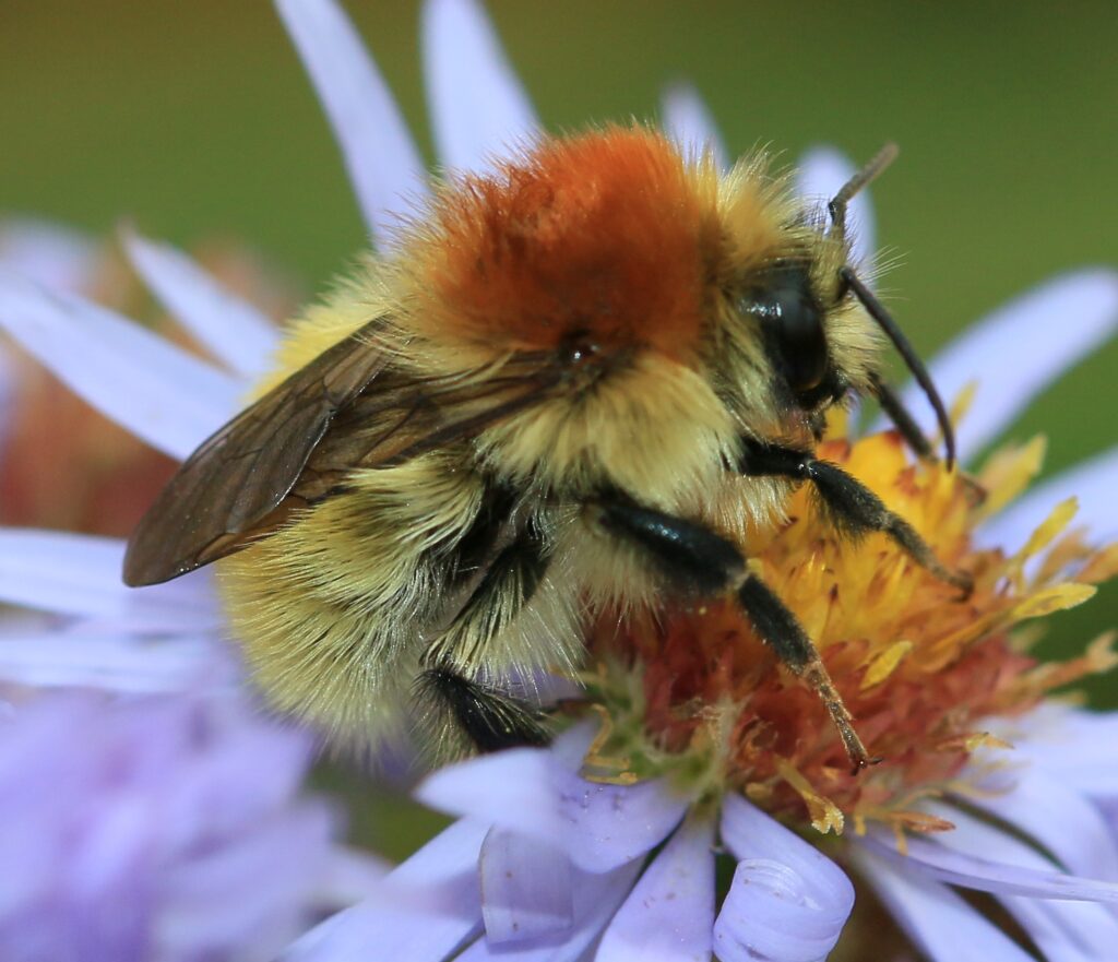 Moss Carder Bee: Bombus muscorum 55 Bombus muscorum Aster Flower 2