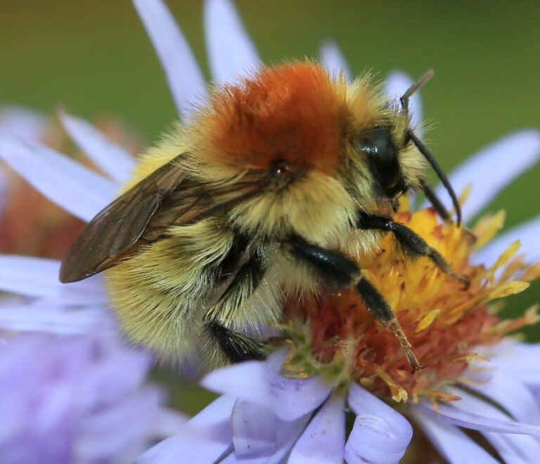苔卡德蜂Bombus muscorum