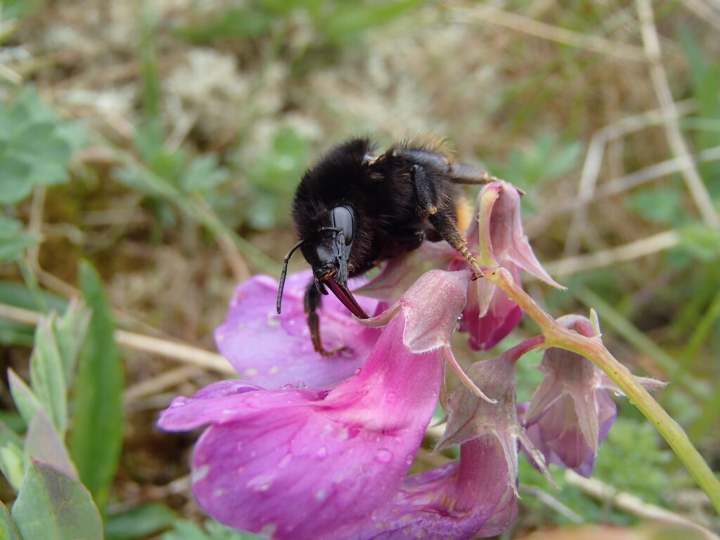 Bombus ruderarius04