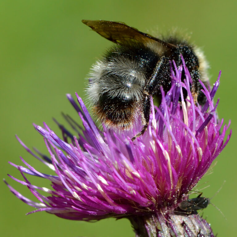 Forest Cuckoo Bee (Bombus sylvestris): UK Identification Guide