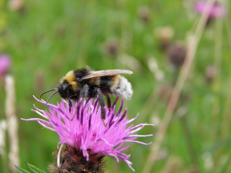Southern Cuckoo Bee (Bombus vestalis): UK Identification Guide