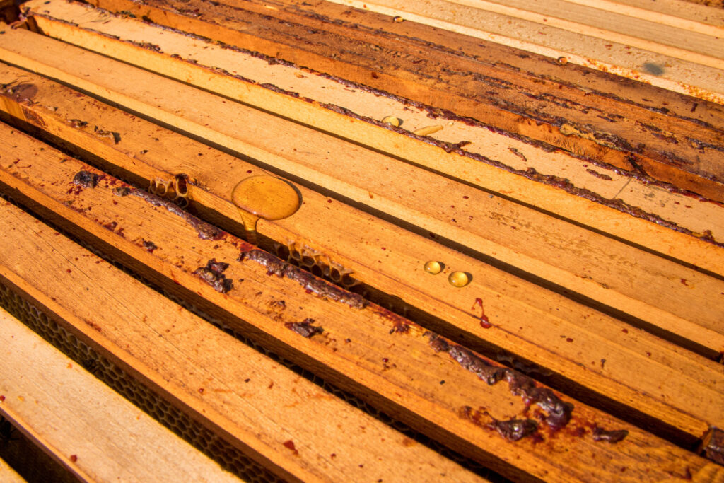 Drops of honey on a beehive frame 48429791442
