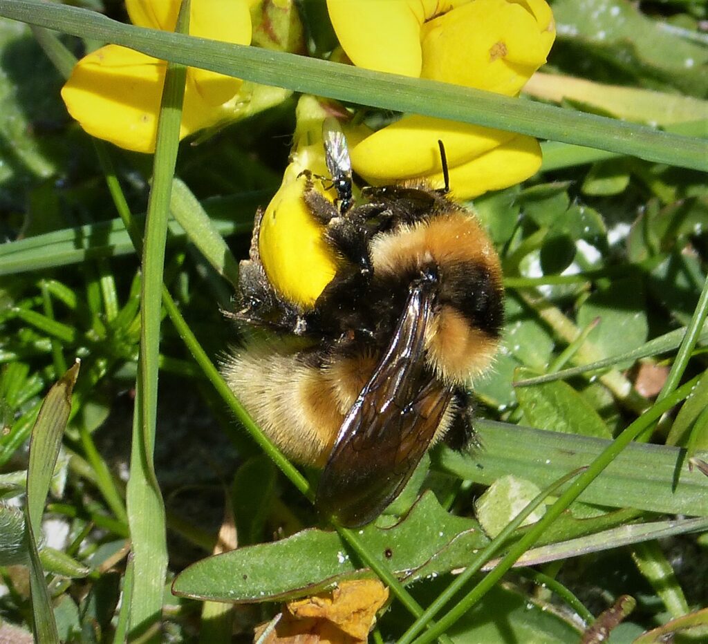 Great Yellow Bumblebee (Bombus distinguendus): Britain's Rarest Upland Bee | HoneyBee & Co. 19 Great Yellow Bumblebee. Bombus distinguendus 52156079135