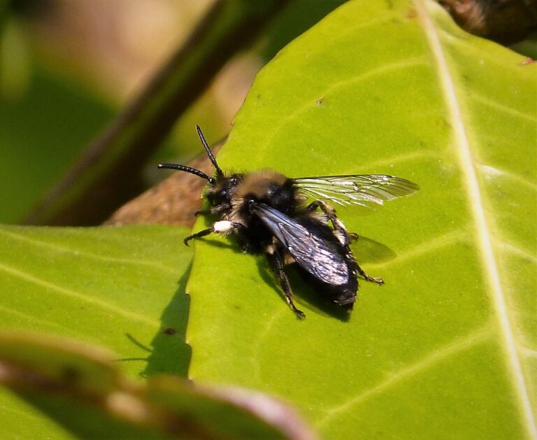 Common Mourning Bee (Melecta albifrons): UK Identification Guide