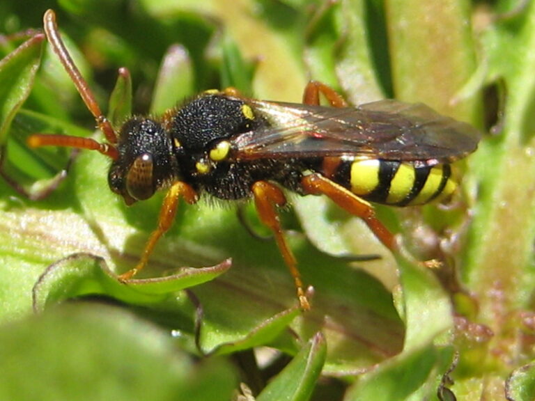 Painted Nomad Bee (Nomada fucata): UK Identification Guide