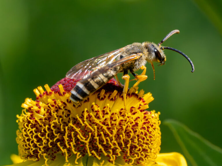 Orange-legged Furrow Bee (Halictus rubicundus): UK Identification Guide