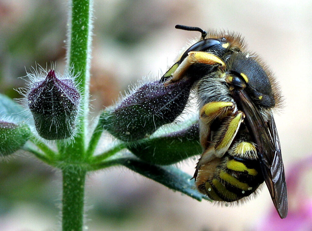 Wool Carder Bee: Anthidium manicatum 49 Sleeping Anthidium manicatum 8808