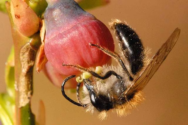 越橘采矿蜂(Andrena lapponica):英国指南