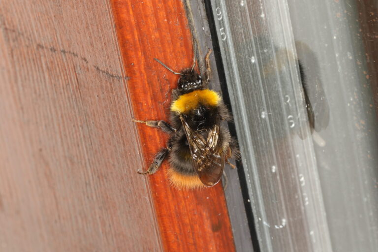 Early Bumblebee: Bombus pratorum