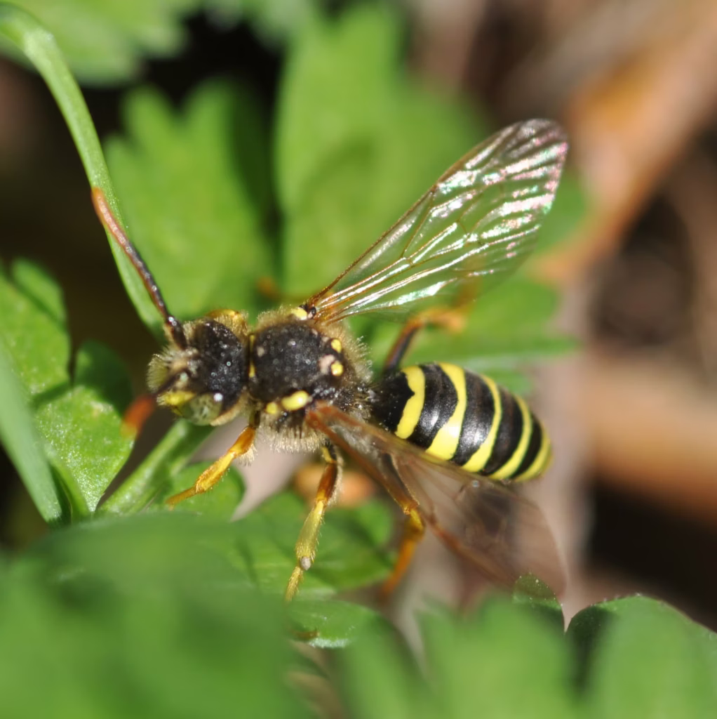 L'ape nomade di Gooden (Nomada goodeniana): Guida del Regno Unito n. 55 Gooden's Nomad Bee, Nomada goodeniana