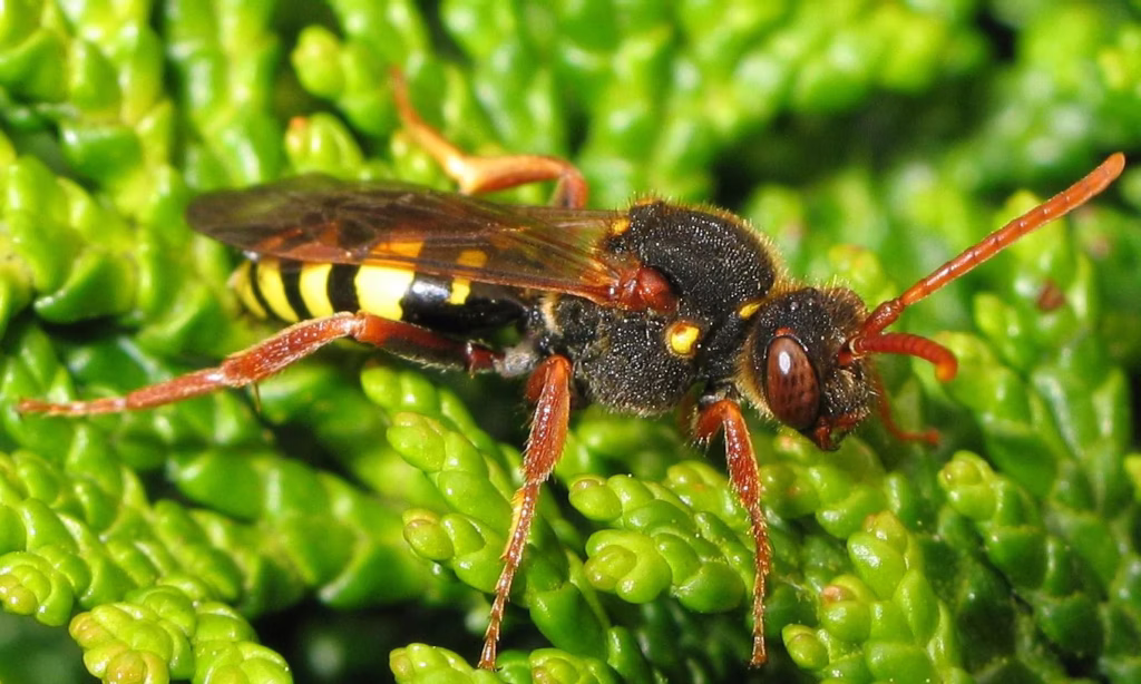 L'ape nomade di Marsham (Nomada marshamella): Guida del Regno Unito n. 49 Marshams Nomad Bee Nomada Marshamella