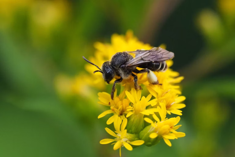 长腿蜂蛾(Dasypoda hirtipes):英国指南