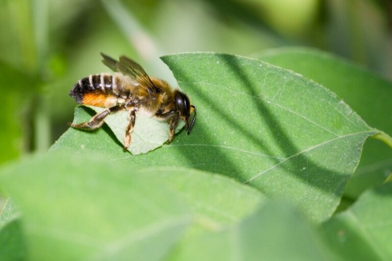 Patchwork Leafcutter Bee: Megachile centuncularis