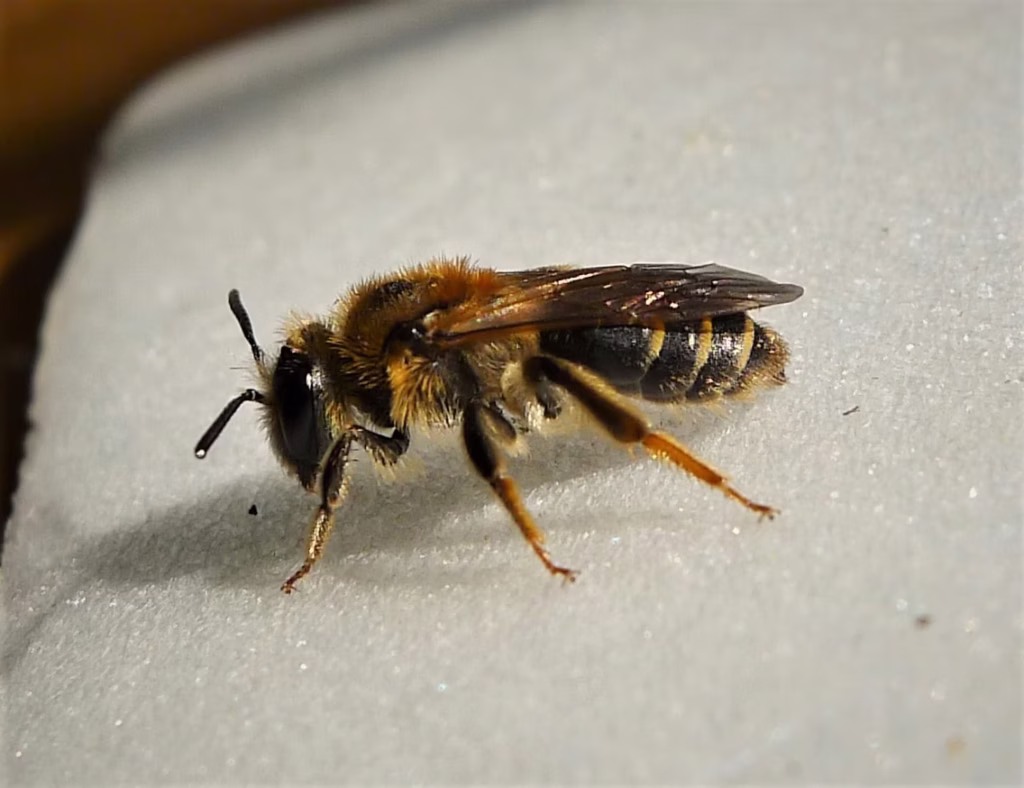 Ape minatrice dalla frangia corta (Andrena dorsata): Guida per il Regno Unito 1 Ape minatrice dalla frangia corta (Andrena dorsata)