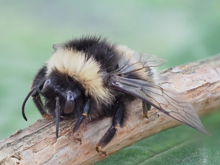 White-tailed Bumblebee: Bombus lucorum