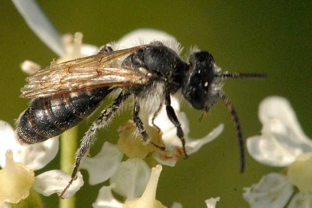 Abeille des sillons à bandes (Lasioglossum zonulum) : Guide du Royaume-Uni n° 1 L'abeille des sillons à bandes, Lasioglossum zonulum, est une abeille robuste et foncée, dotée de bandes de poils clairs et d'une large tête carrée
