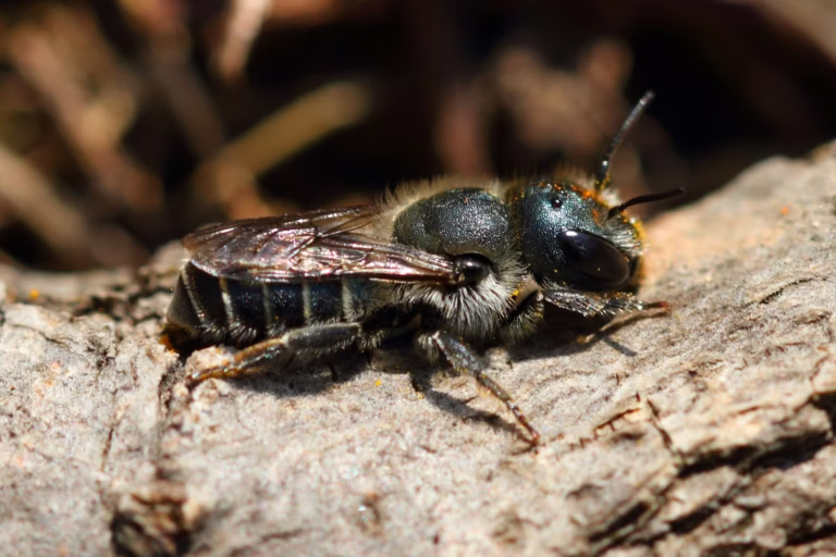 Abeille maçonne bleue (Osmia caerulescens) : guide pour le Royaume-Uni