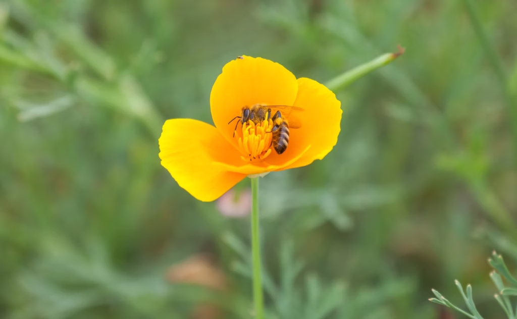 abeille des sillons, Lasioglossum calceatum