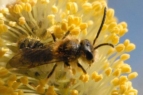 Abeille mineuse commune (Andrena minutula)