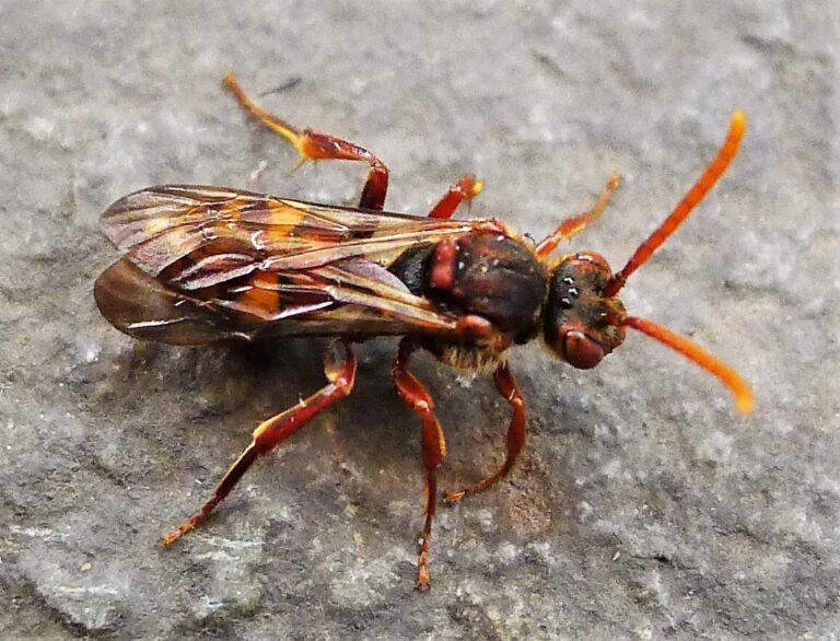 Fork-jawed Nomad Bee (Nomada ruficornis): UK Guide