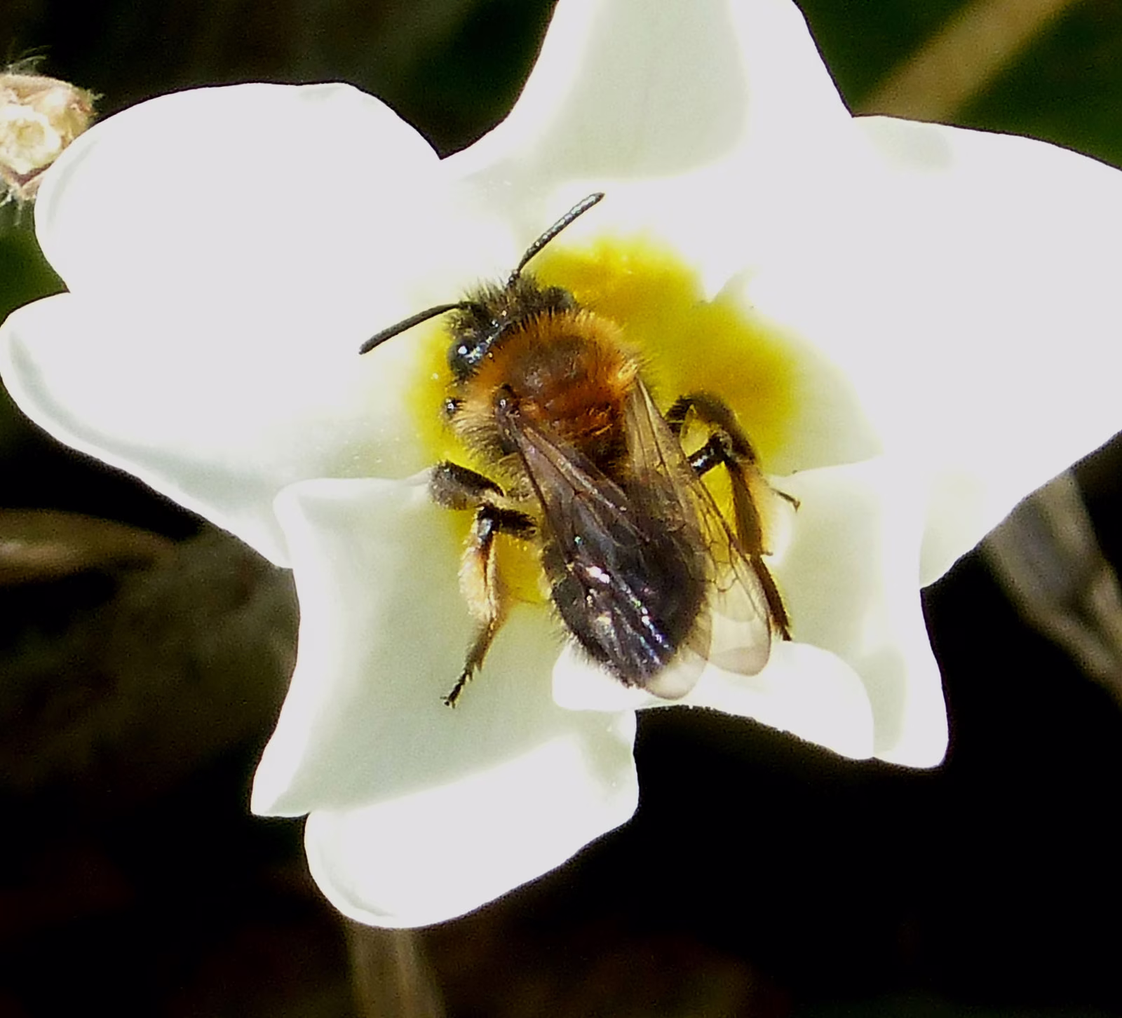 格温采矿蜂（Andrena bicolor），即法布里修斯游蜂的主要寄主