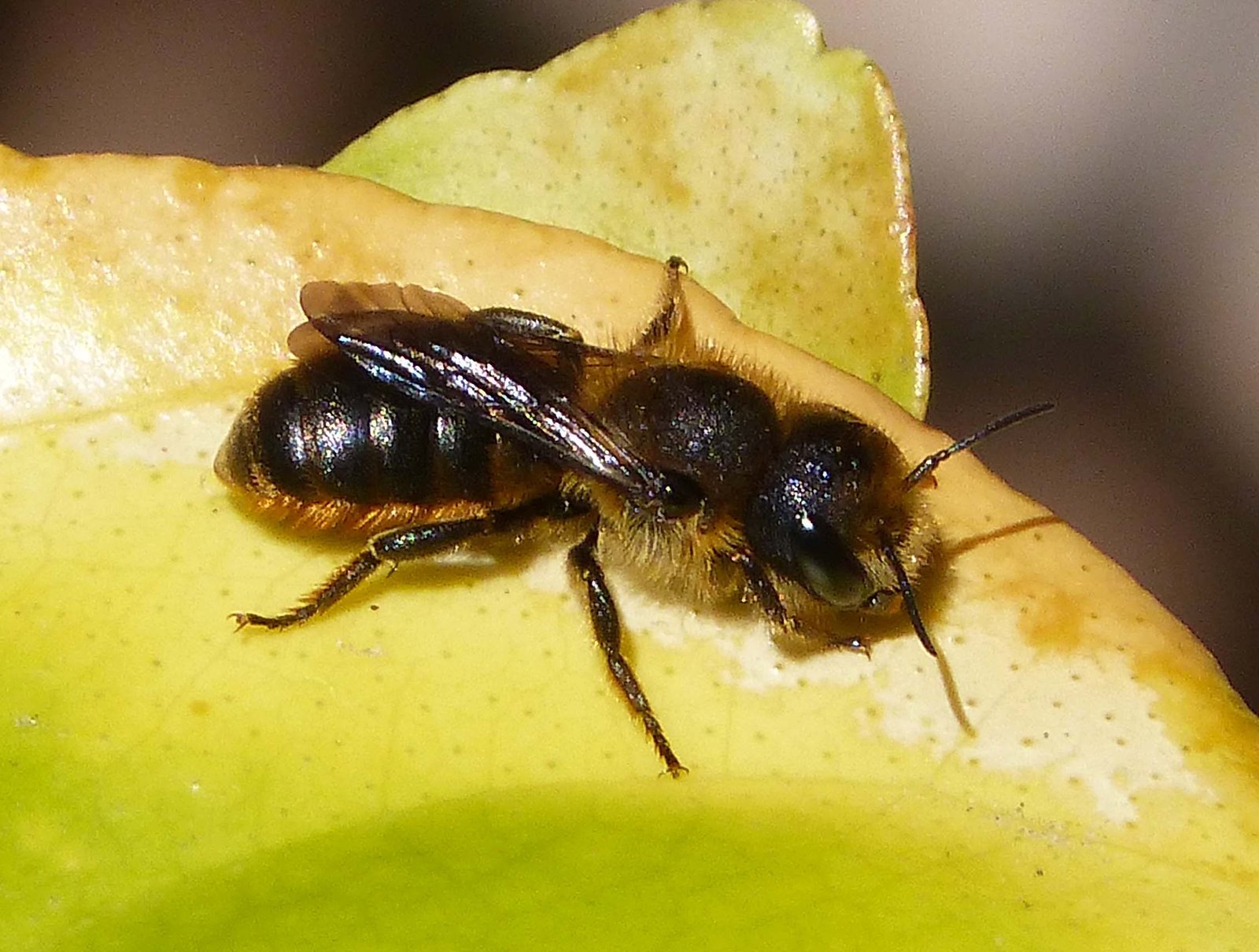 Ape muratrice dal ventre arancione (Osmia leaiana): Guida per il Regno Unito 1 Ape muratrice femmina dal ventre arancione, Osmia leaiana, che mostra la spazzola pollinica di colore arancione brillante sotto l’addome