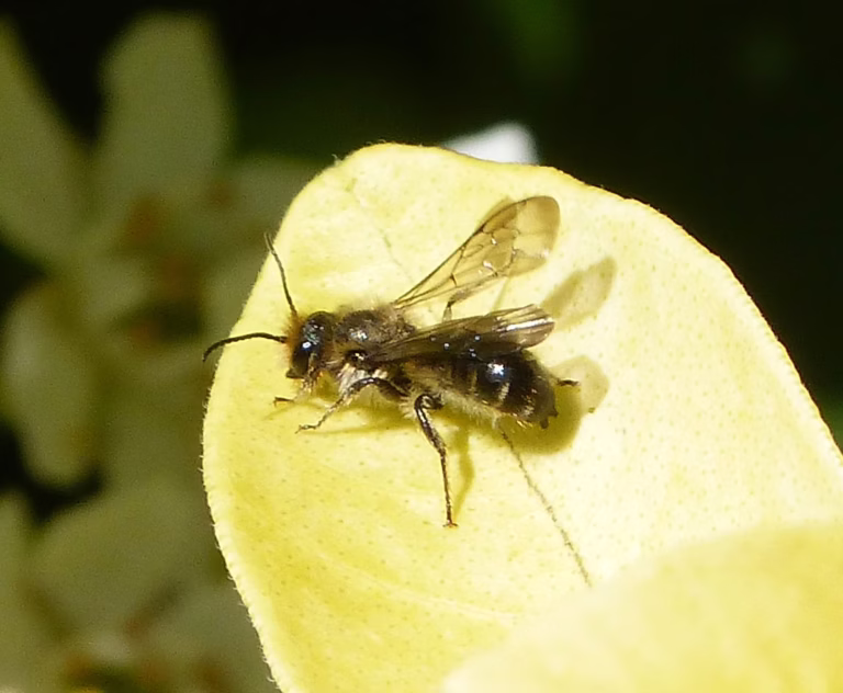 Abeille-ciseaux endormie (Chelostoma florisomne) : guide britannique