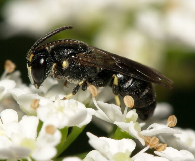 Ape dalle mascelle bianche e dal muso giallo (Hylaeus confusus): Guida per il Regno Unito