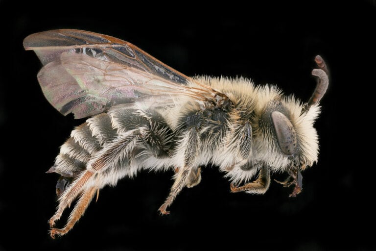 Petite abeille minière des ajoncs