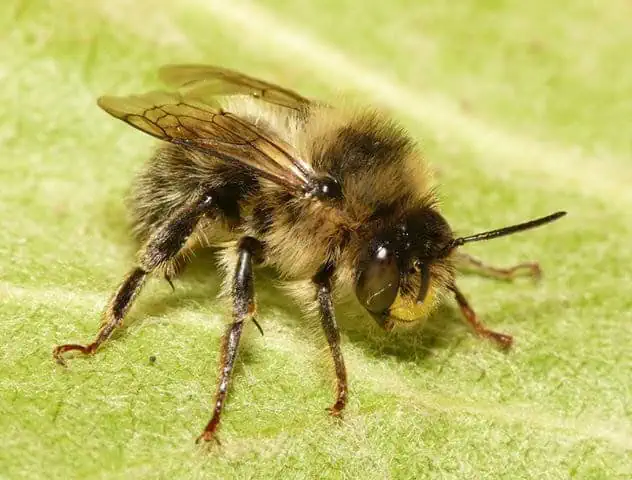 Abeille à queue fourchue des fleurs