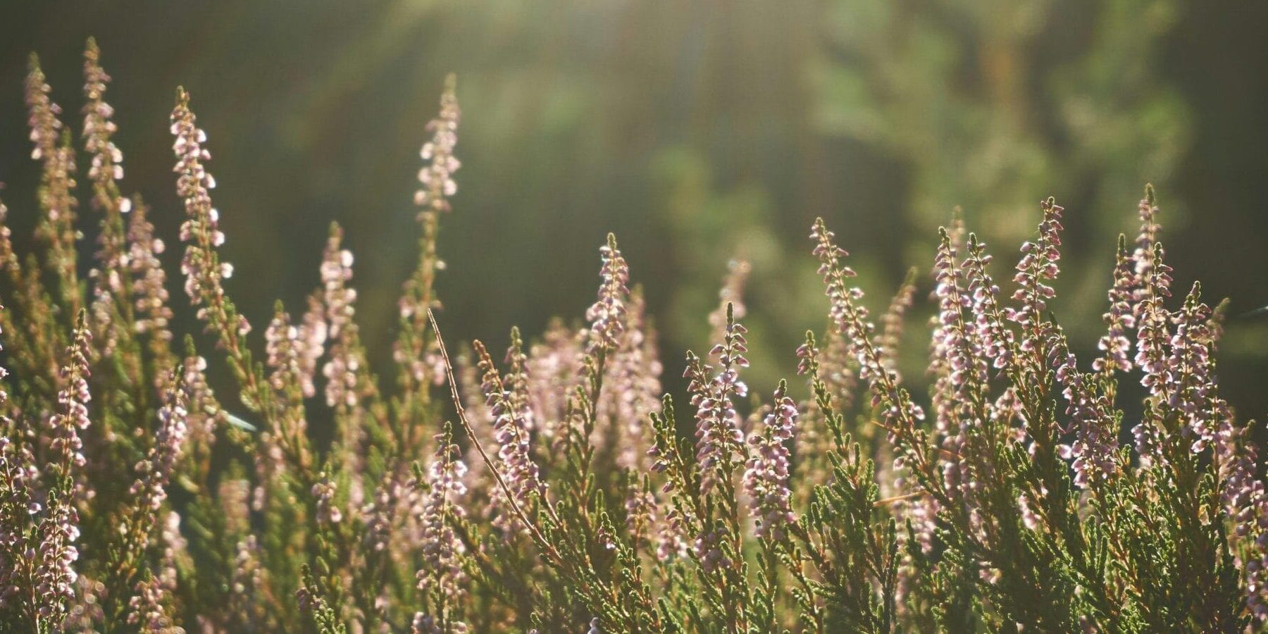 Sunlit heather flowers glowing in soft golden light with a blurred green forest background